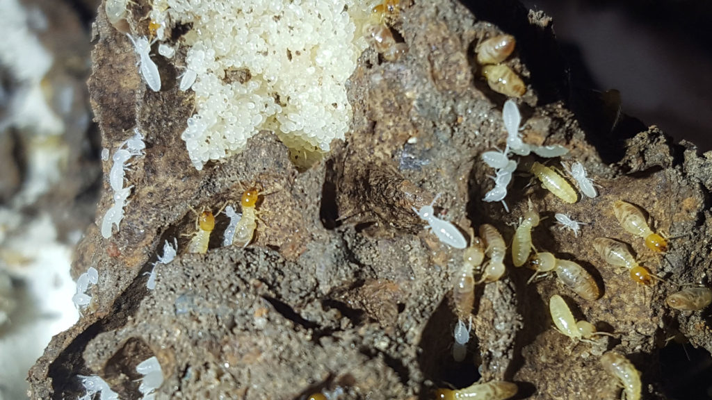 termite larvae growing